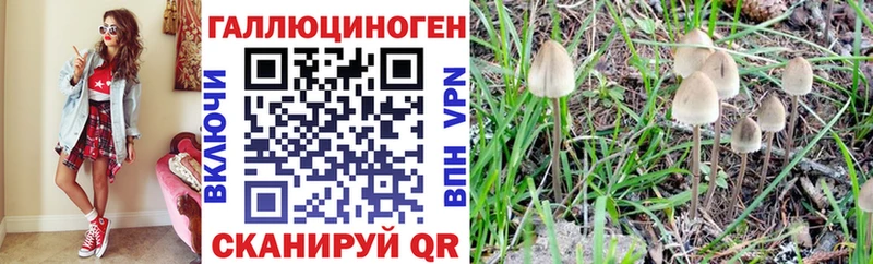 наркота Калач Галлюциногенные грибы Psilocybe